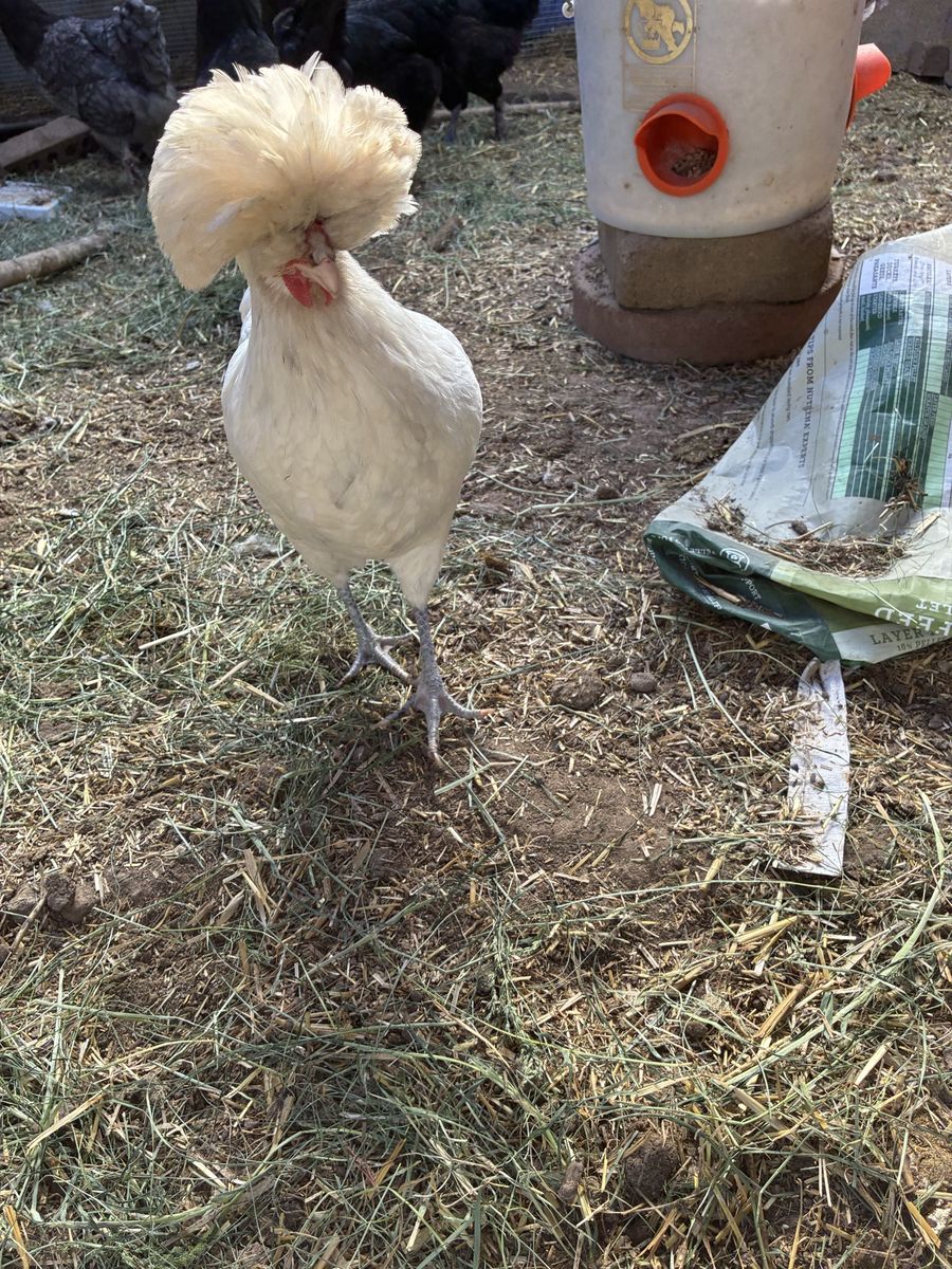 Chickens