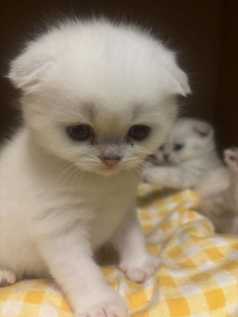 2 Scottish fold kittens left