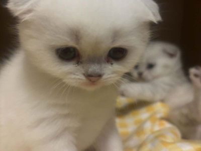 2 Scottish fold kittens left