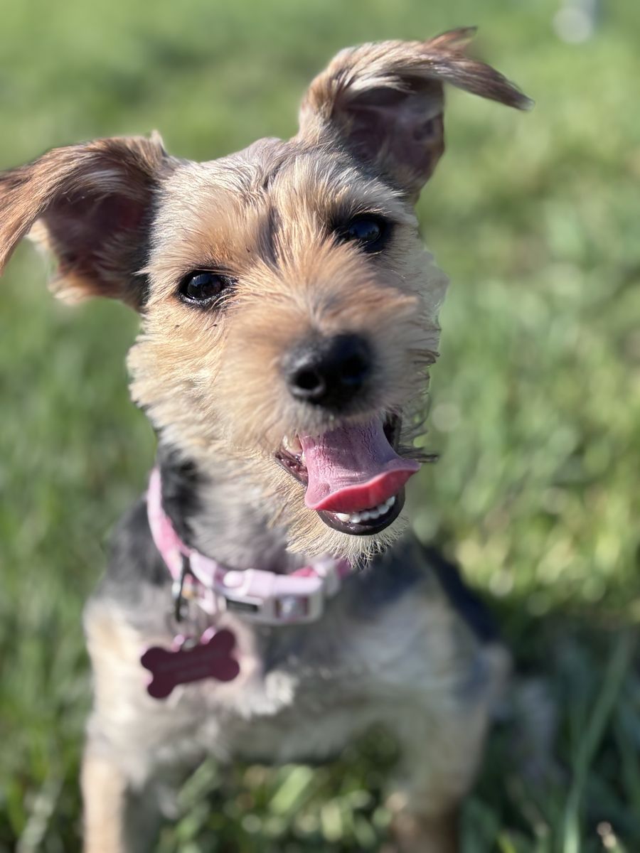 Adorable Female Yorkie Puppy – 7 Months Old