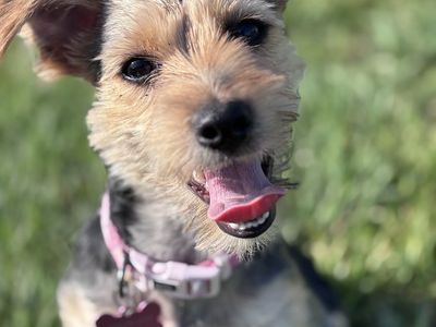 Adorable Female Yorkie Puppy – 7 Months Old