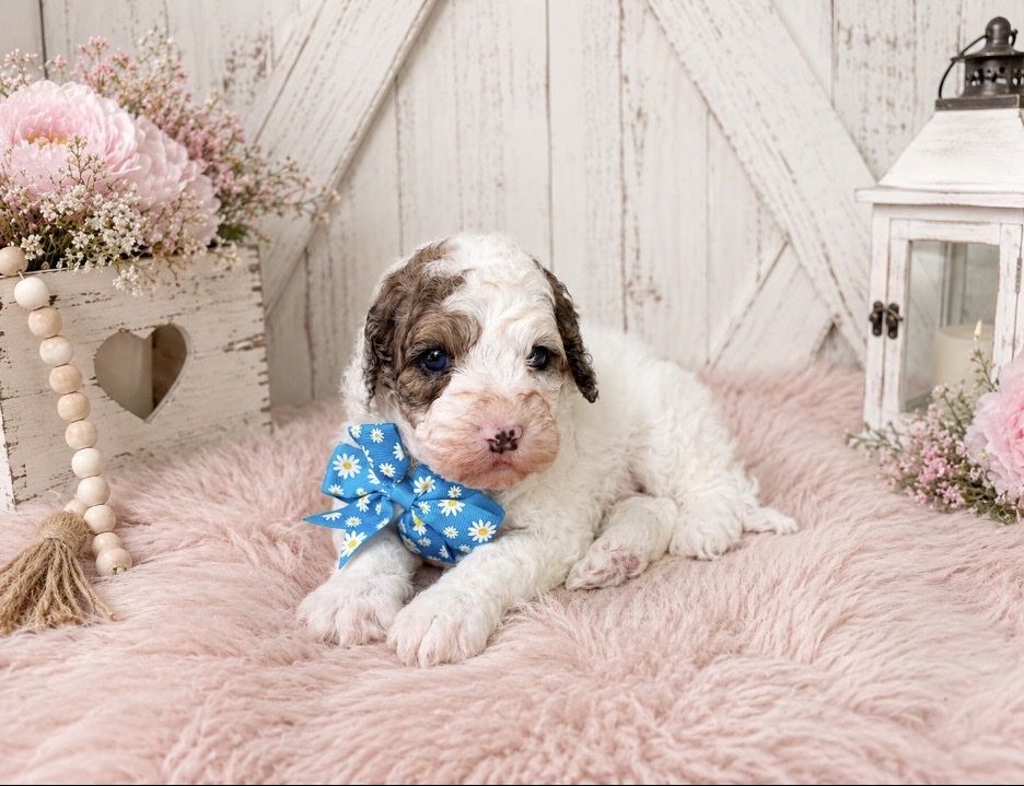 Absolutely adorable F1b Cavapoo puppies!!!
