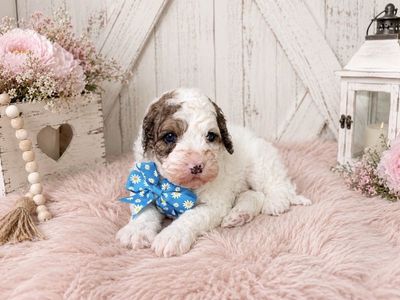 Absolutely adorable F1b Cavapoo puppies!!!