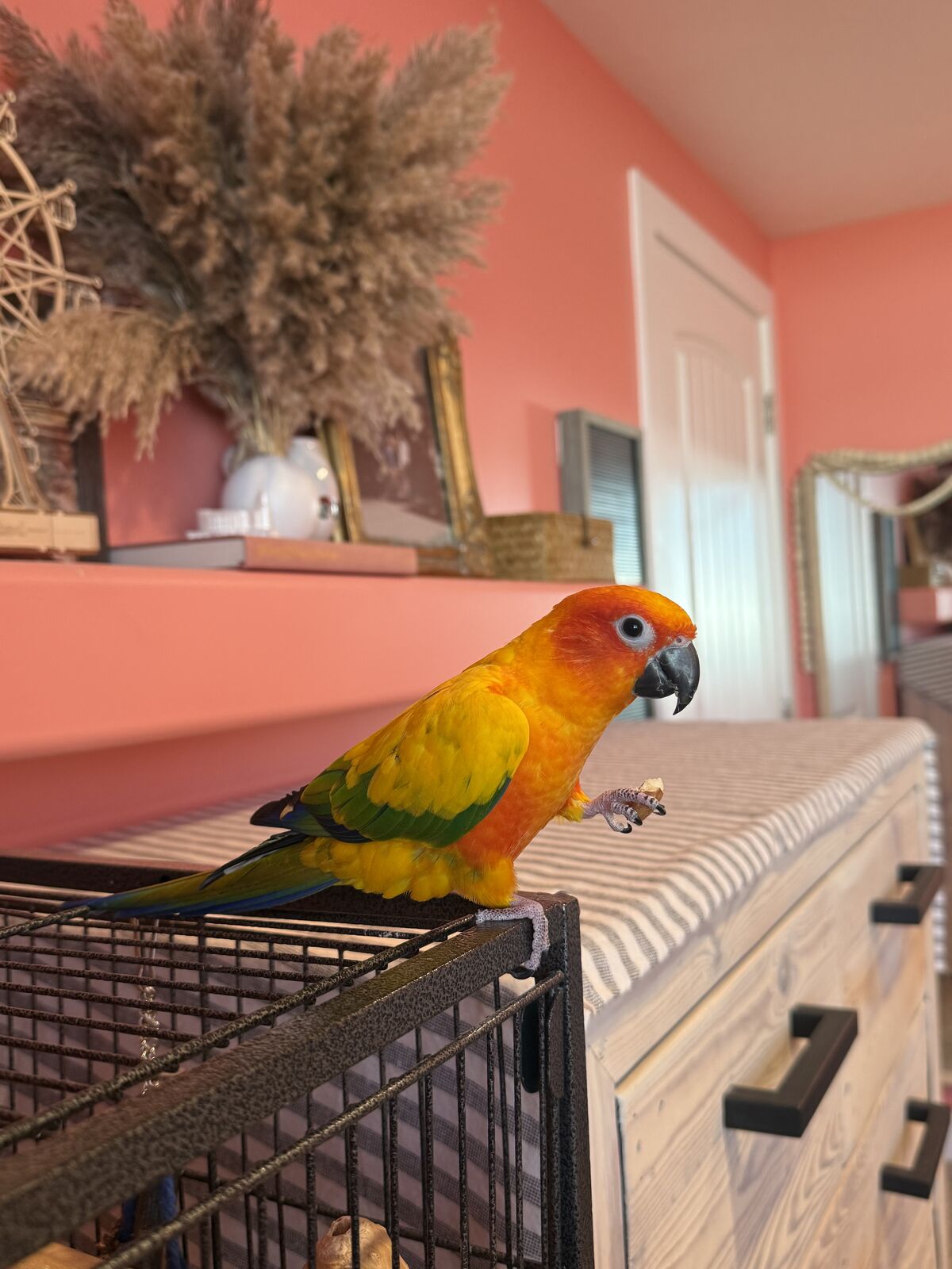 Sun Conure