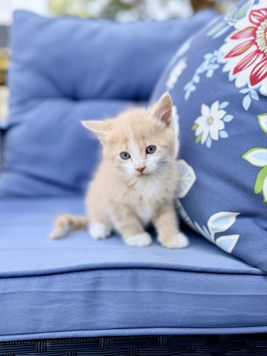 Adorable male orange kitten
