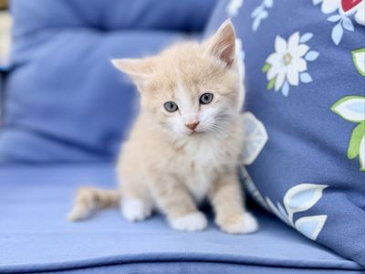 Adorable male orange kitten