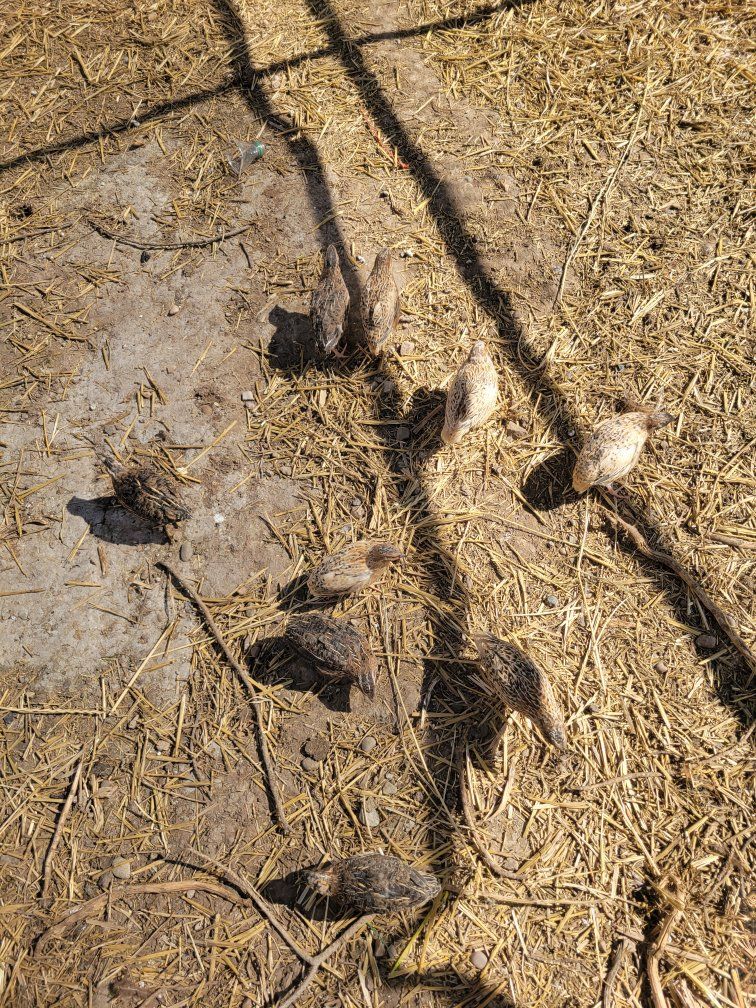 Coturnix quail Males