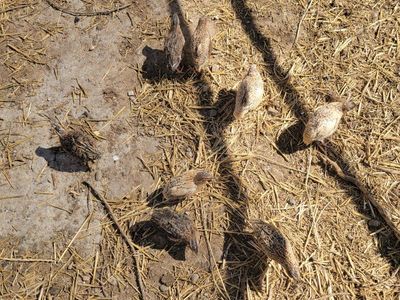 Coturnix quail Males