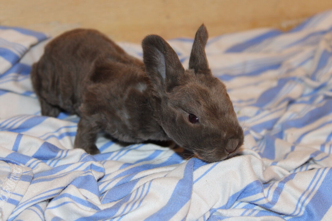 Reserve Your Easter Bunny! Meet Bruno...