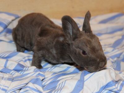 Reserve Your Easter Bunny! Meet Bruno...