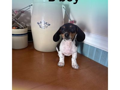 Purebred Miniature Dachshund Puppy