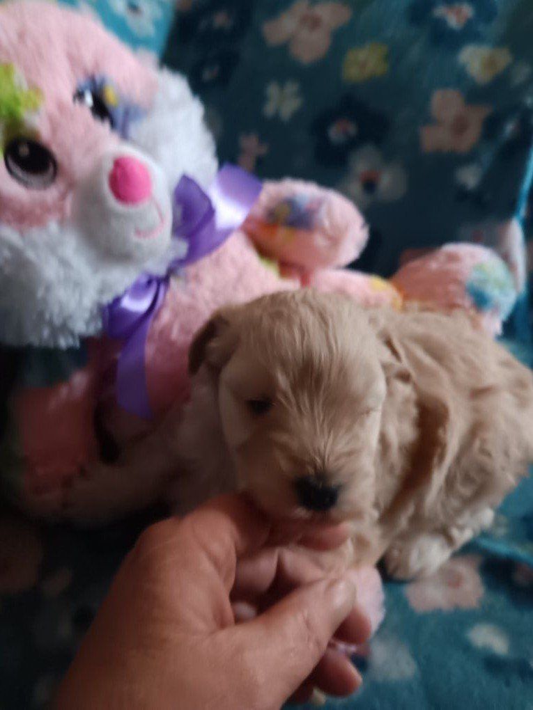 miniature schnauzers female 1