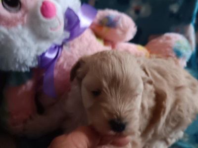 miniature schnauzers female 1