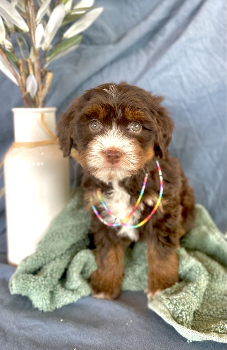 Aussie  Bernedoodles