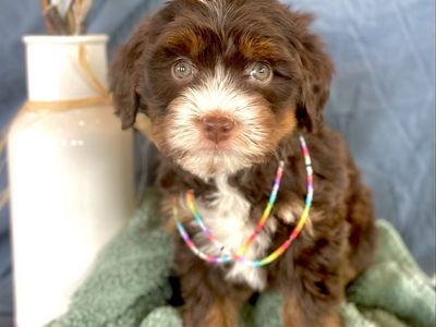 Aussie Bernedoodles
