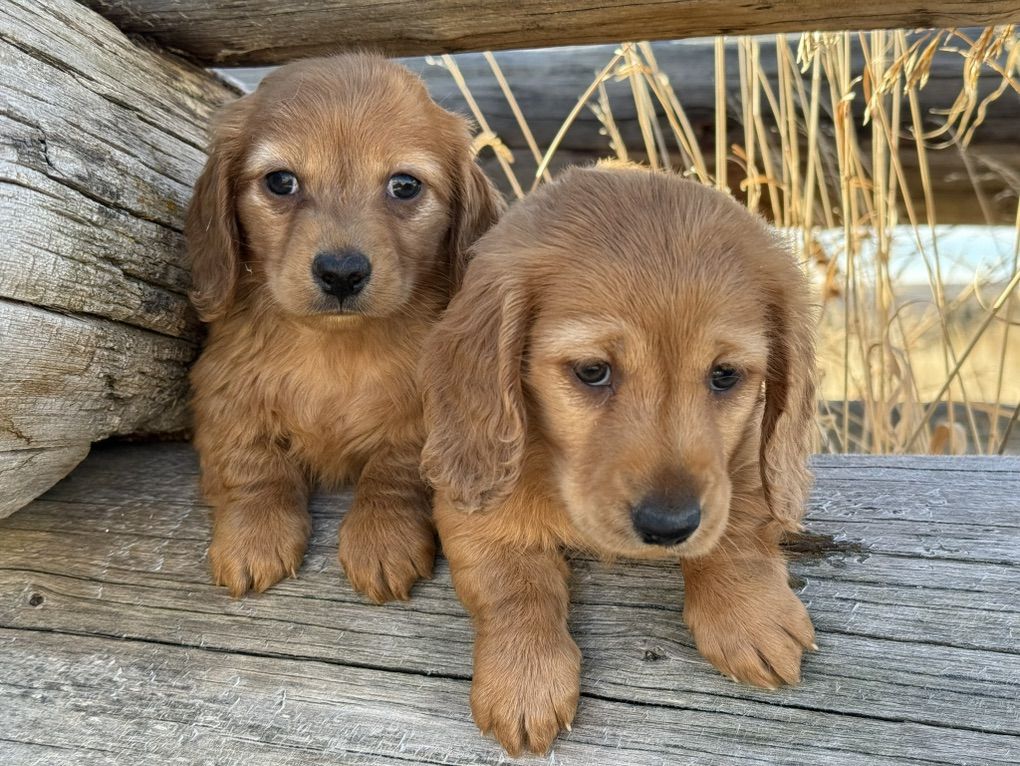 AKC Male Cream Longair Miniature Dachshund
