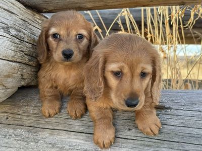AKC Male Cream Longair Miniature Dachshund