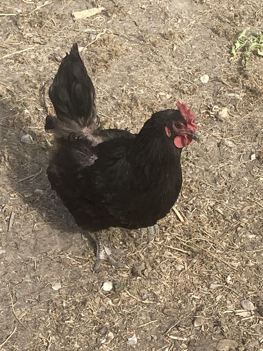 1 year old laying hens