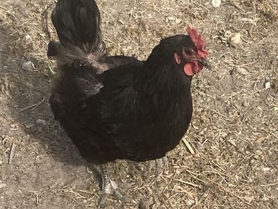 1 year old laying hens
