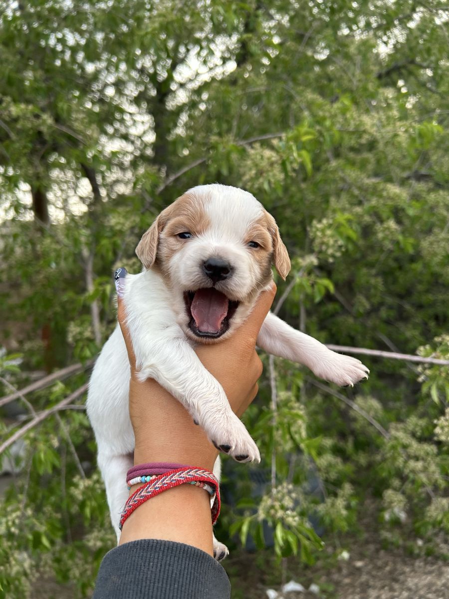 French Brittany Spaniel Puppies