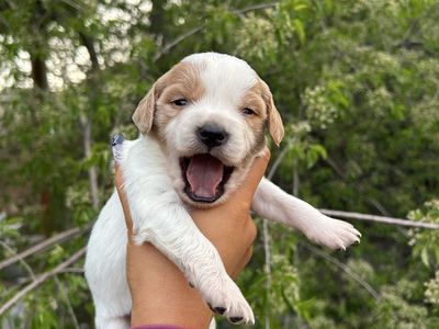 French Brittany Spaniel Puppies