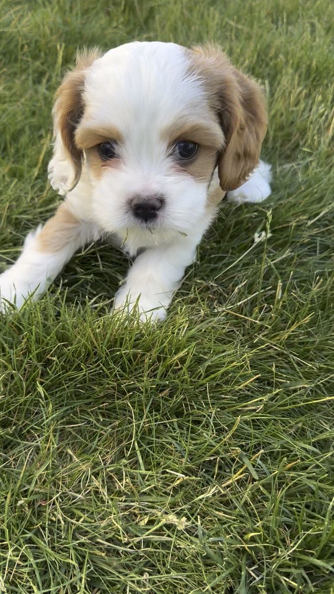 F1b Cavapoo puppies