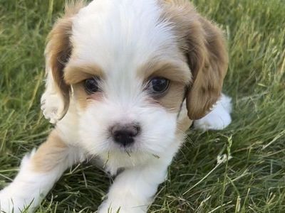 F1b Cavapoo puppies