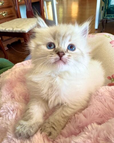 SWEET/Gorgeous Blue lynx pnt Ragdoll female/male (will stay Tiny) LESS Allergenic/Sheds LESS