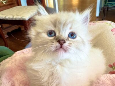 SWEET/Gorgeous Blue lynx pnt Ragdoll female/male (will stay Tiny) LESS Allergenic/Sheds LESS