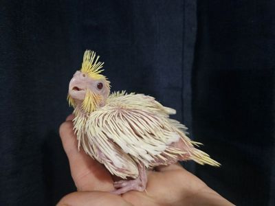 Baby Lutino Cockatiels