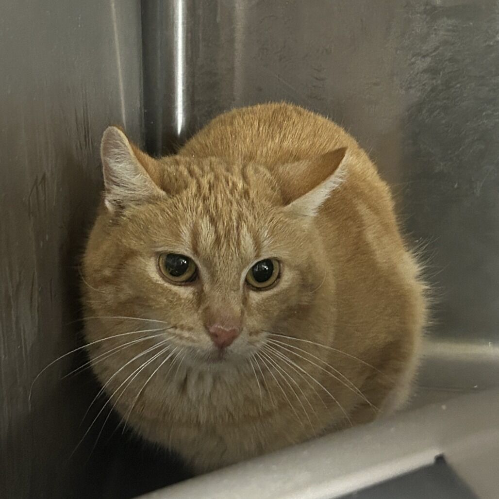 Hello my name is Sawyer