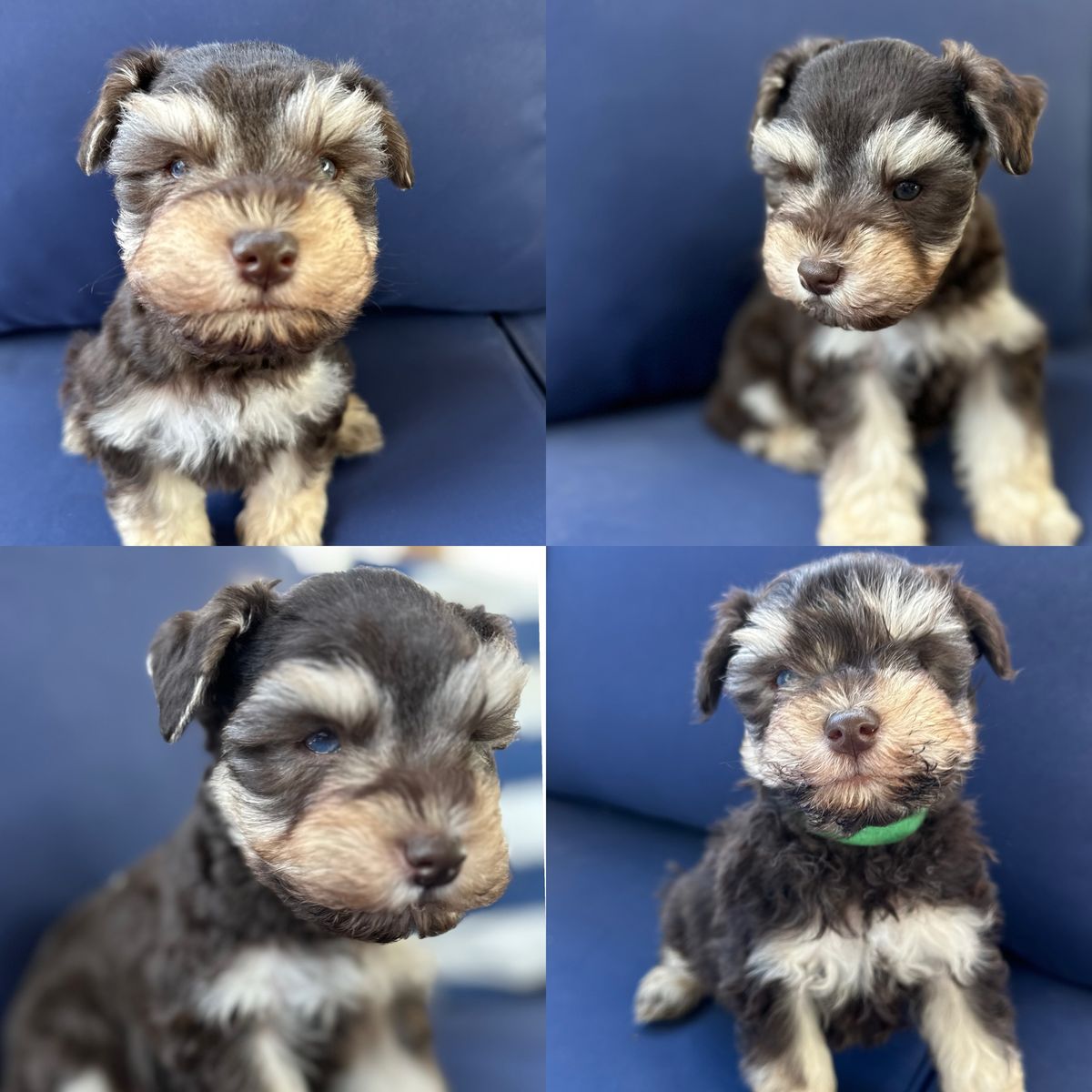 Purebred Miniature Schnauzer Puppy -1 left