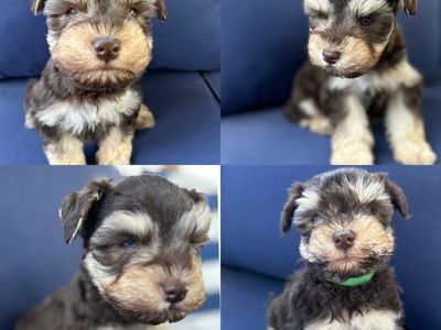 Purebred Miniature Schnauzer Puppy -1 left