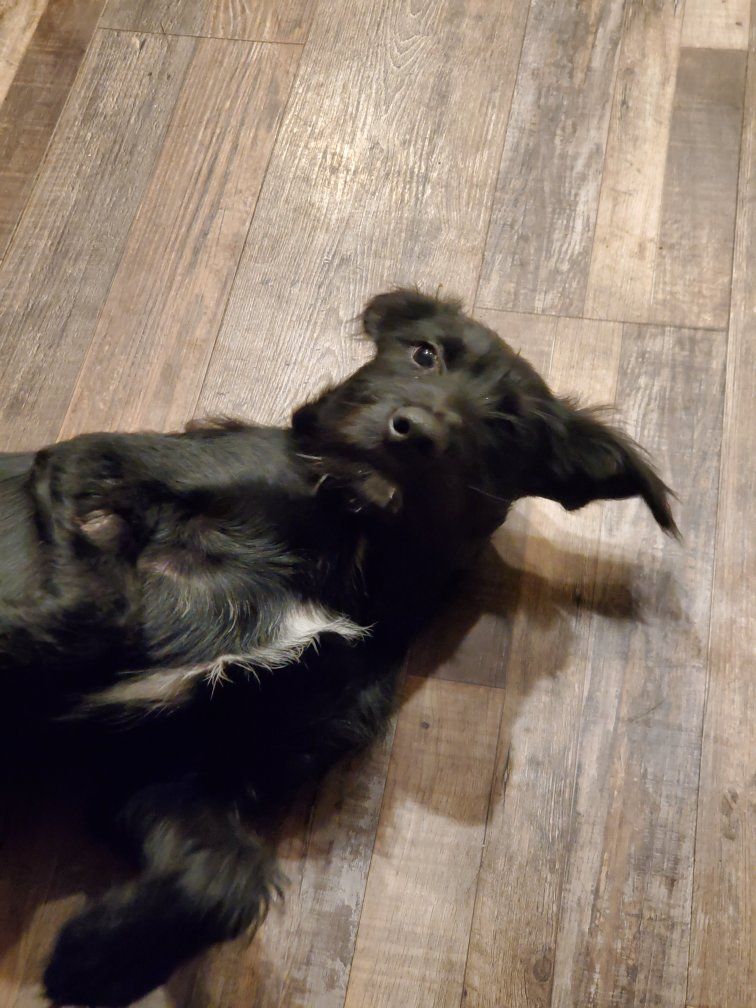 5 month doodle / schnauzer