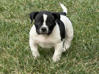 American Bully Puppies