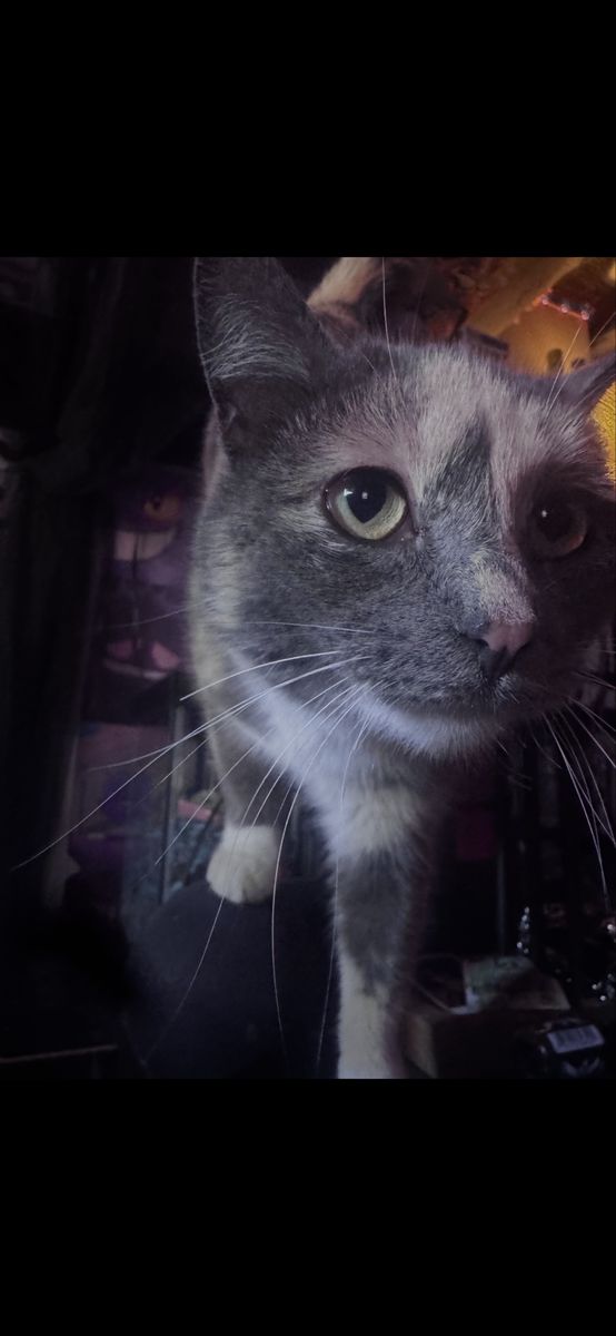 Female Tortoiseshell Cat
