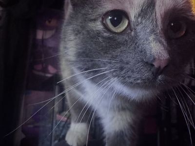Female Tortoiseshell Cat