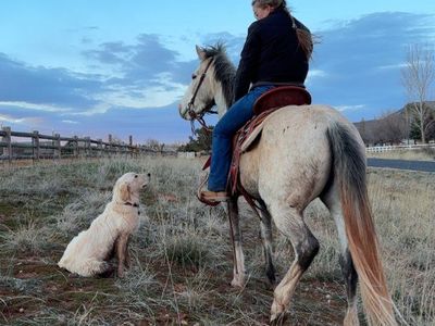 Four year old project mare