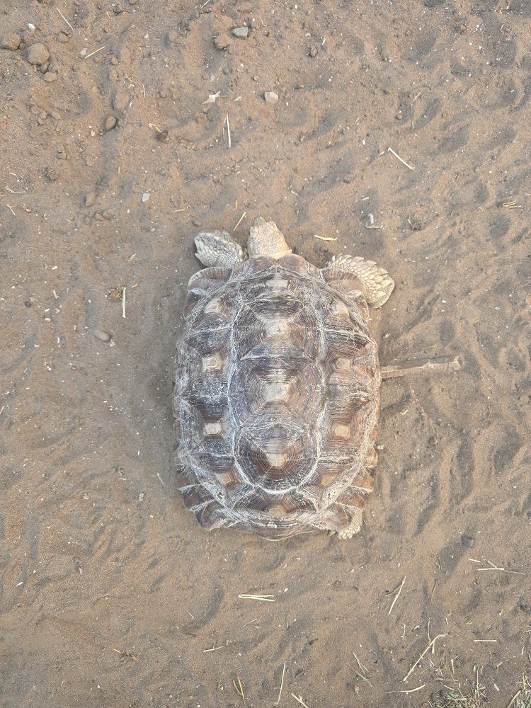 Large Sulcata Tortoise - Approx. 13-14 inches, Healthy and Active