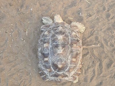 Large Sulcata Tortoise - Approx. 13-14 inches, Healthy and Active