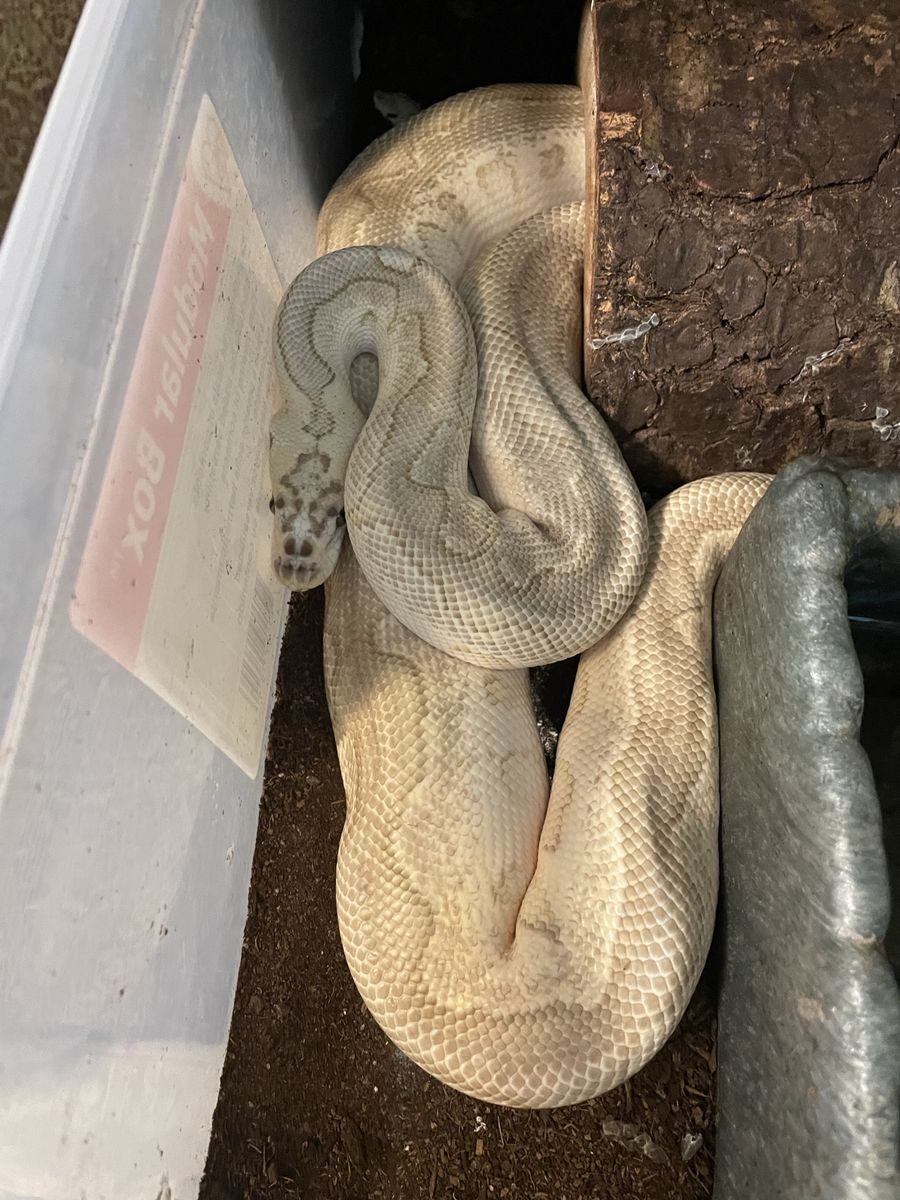 Ball Python (M) Pastel Lesser Clown