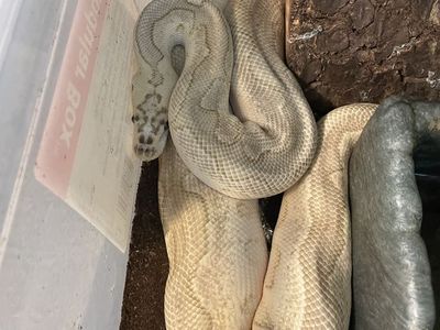 Ball Python (M) Pastel Lesser Clown