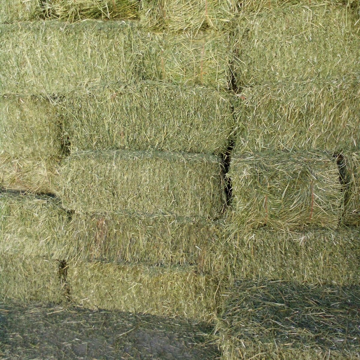 Alfalfa -Grass Hay