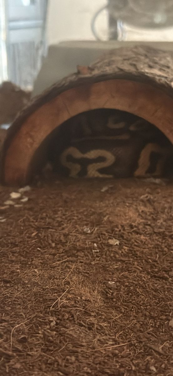 Leopard ball python with tank