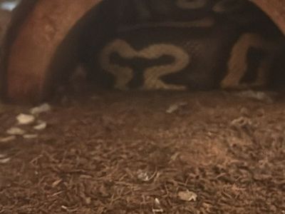 Leopard ball python with tank