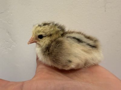 2 amerecaunas (blue laying) sexed female chicks