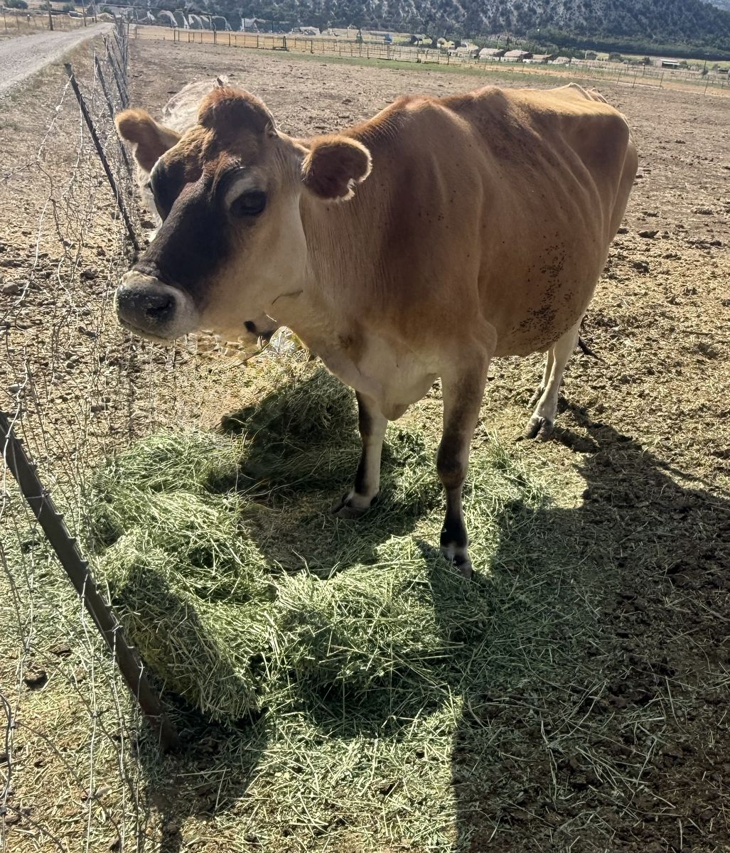 Jersey mix dairy cow