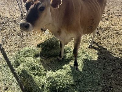 Jersey mix dairy cow