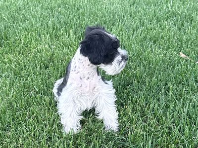AKC Miniature Schnauzers