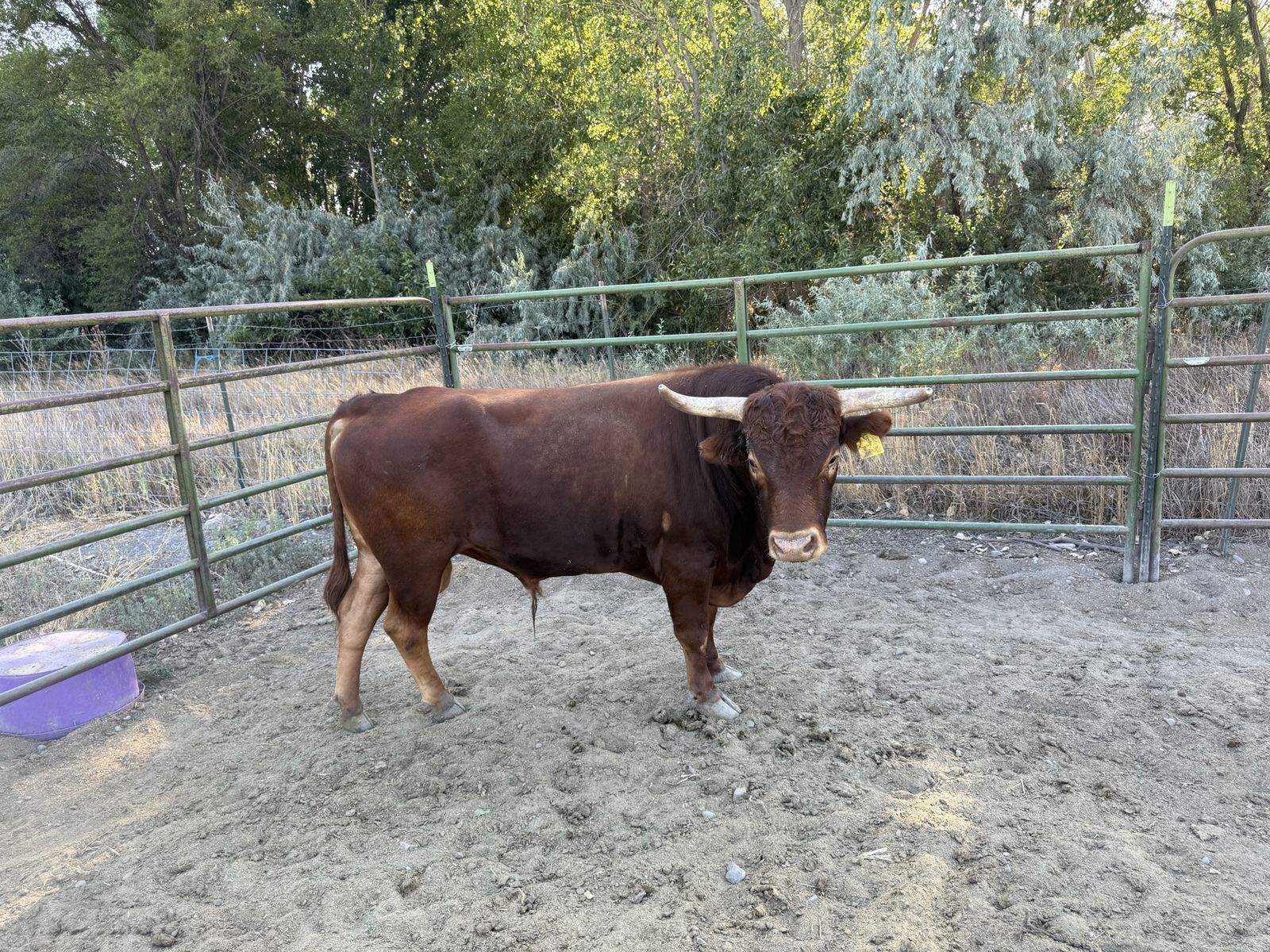 Corriente   Bull